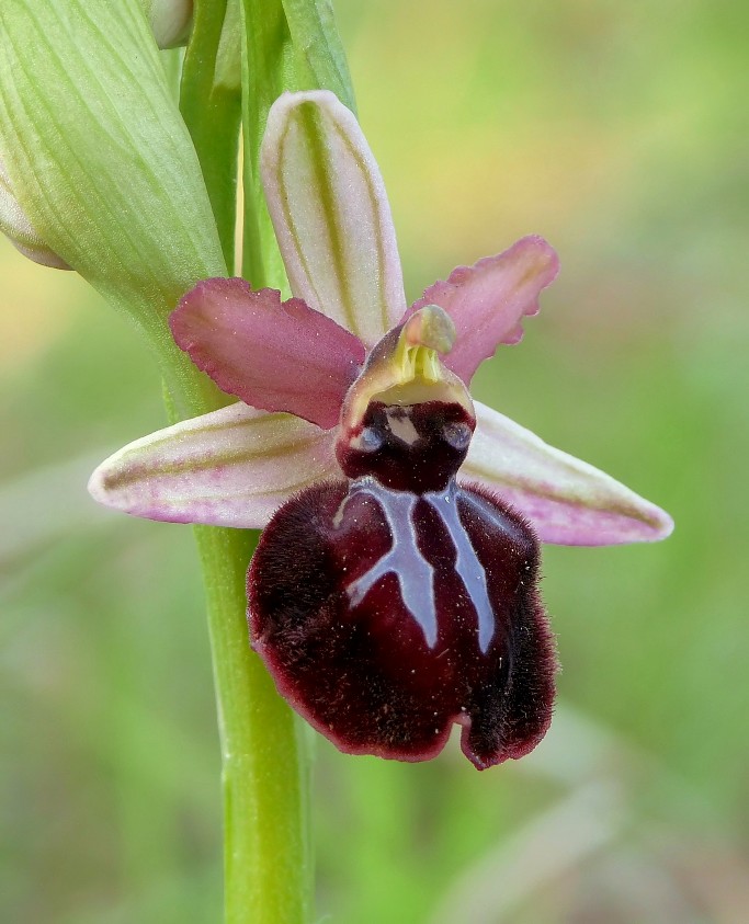 Ophrys sipontensis dal Gargano.....